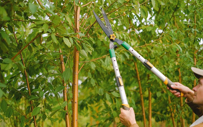 Tree trimming in Tabiona, UT